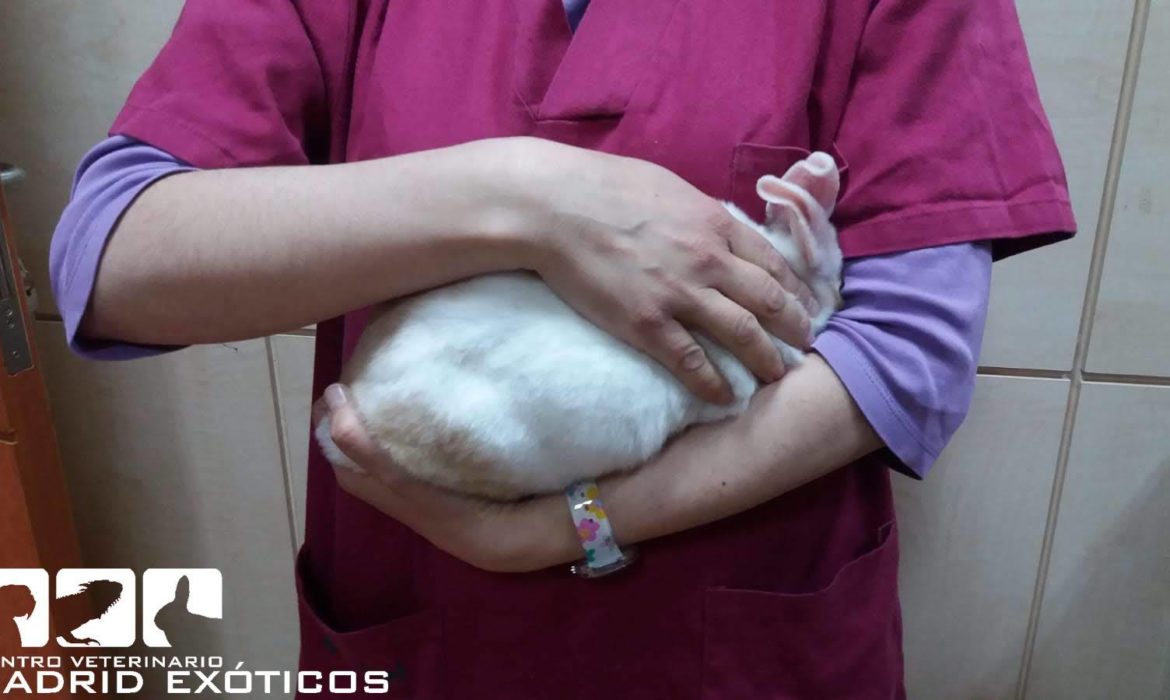 Conejos: como cogerle en brazos sin que se lastime