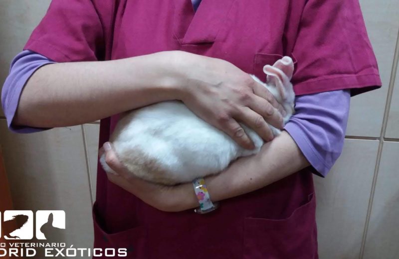Conejos: como cogerle en brazos sin que se lastime