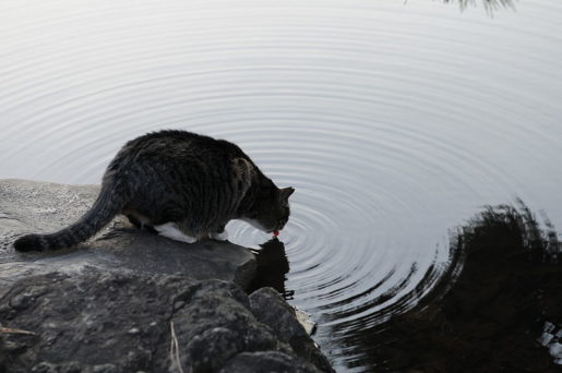 Gato bebiendo en estanque