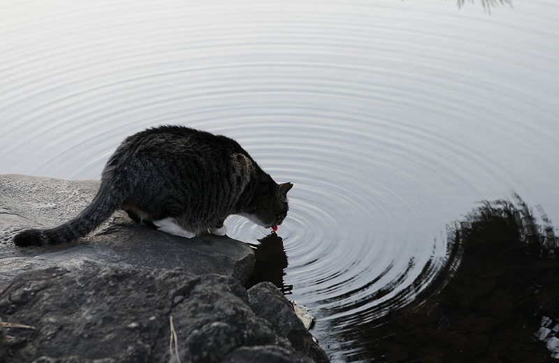 Gato bebiendo en estanque