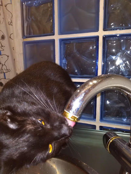 ¿Por qué nuestro gato no bebe agua en el bebedero?