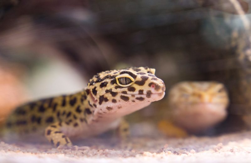 ¿Por qué ha dejado de comer mi Gecko Leopardo?