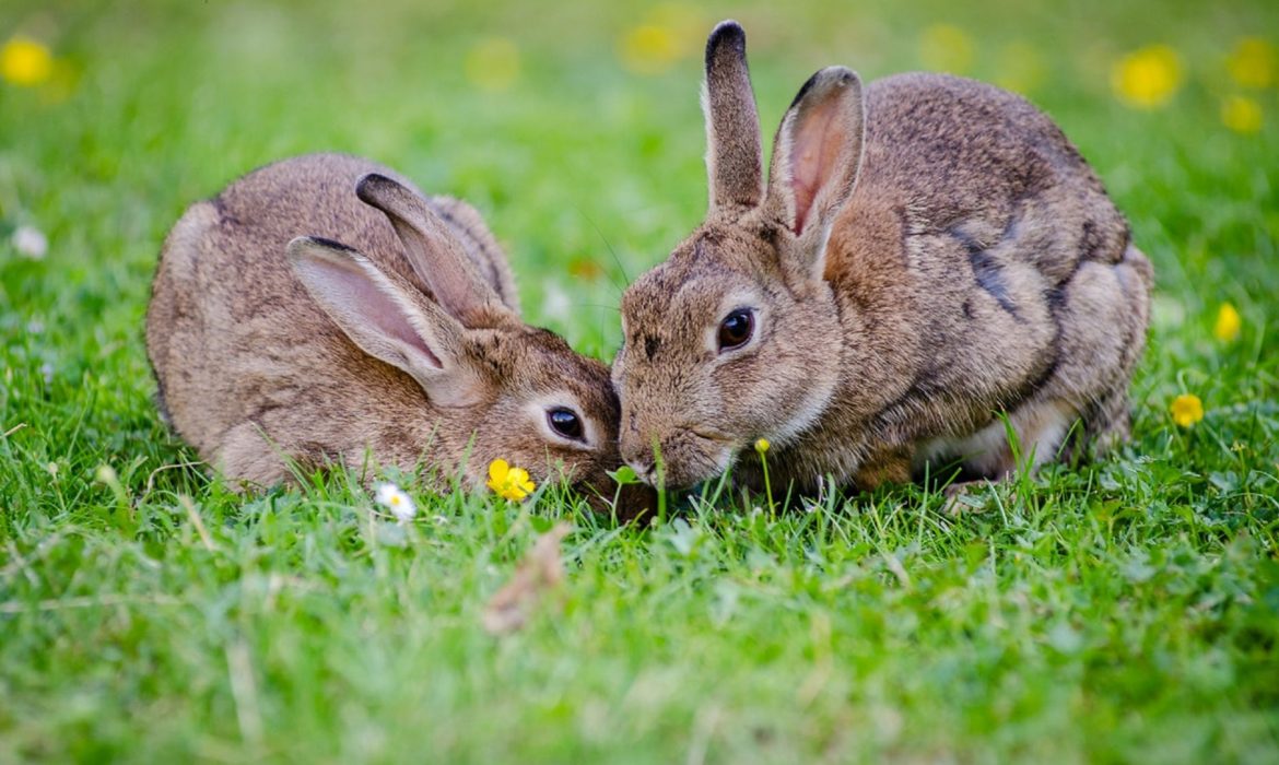 ¿Los conejos viven mejor solos o acompañados?