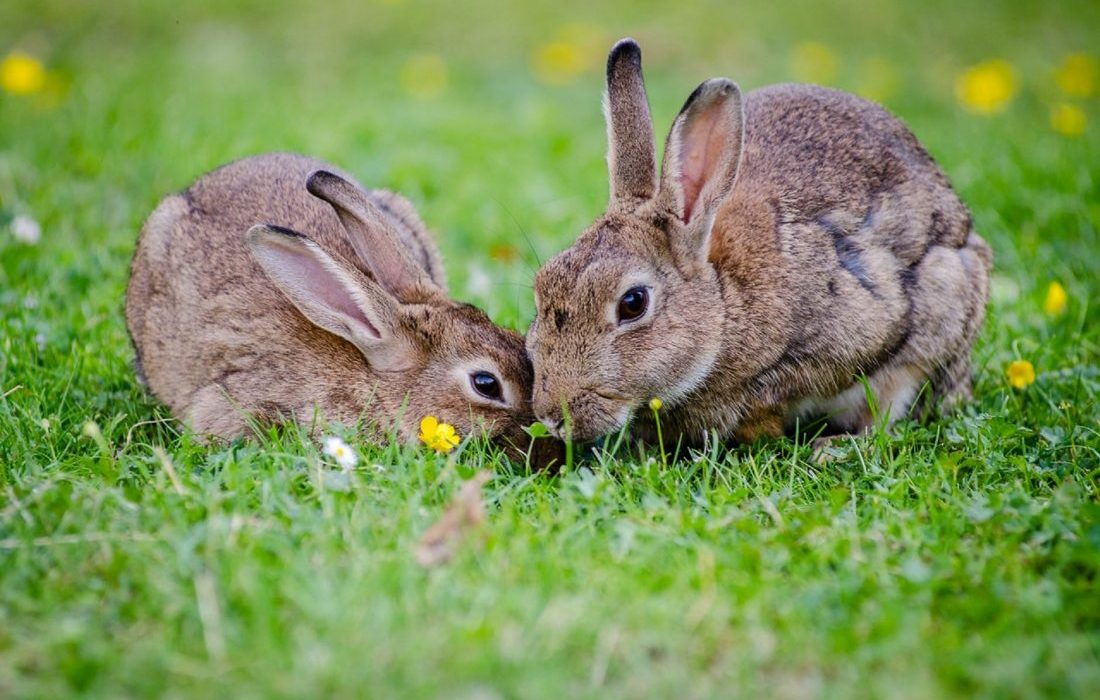 Riesgos para los conejos en el exterior de la casa