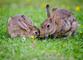 Riesgos para los conejos en el exterior de la casa