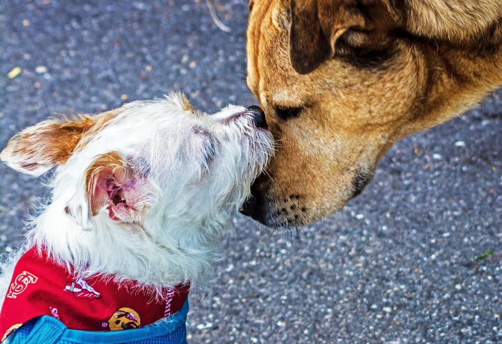 El Defensor del Pueblo pide un protocolo para infractores recurrentes en tenencia de mascotas que generan molestias a los vecinos