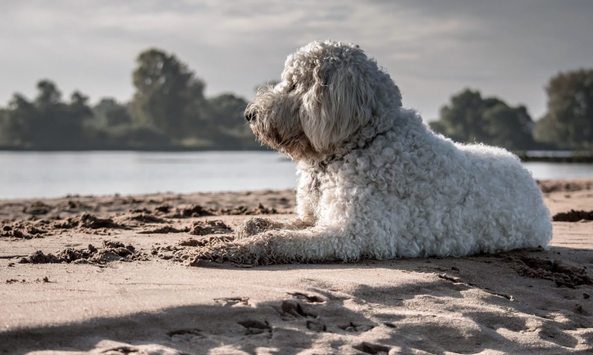 Estas son las playas de España que puedes visitar con tu perro