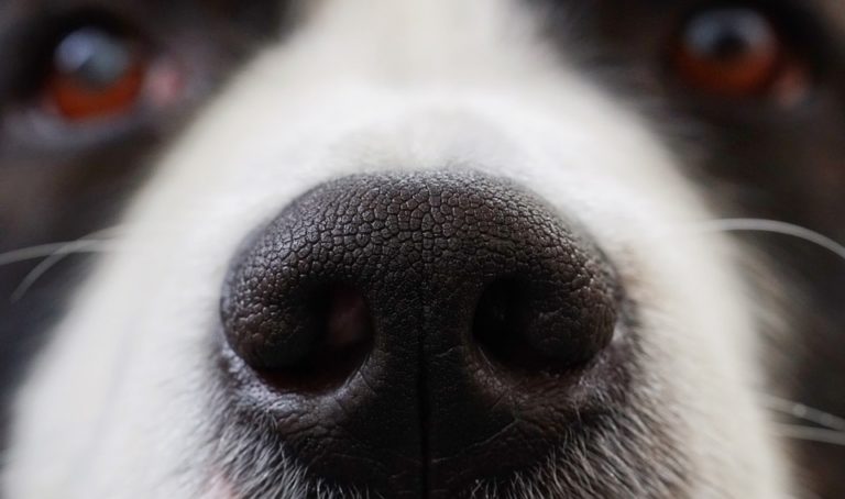 Los perros domésticos pueden predecir los ataques epilépticos de su dueño