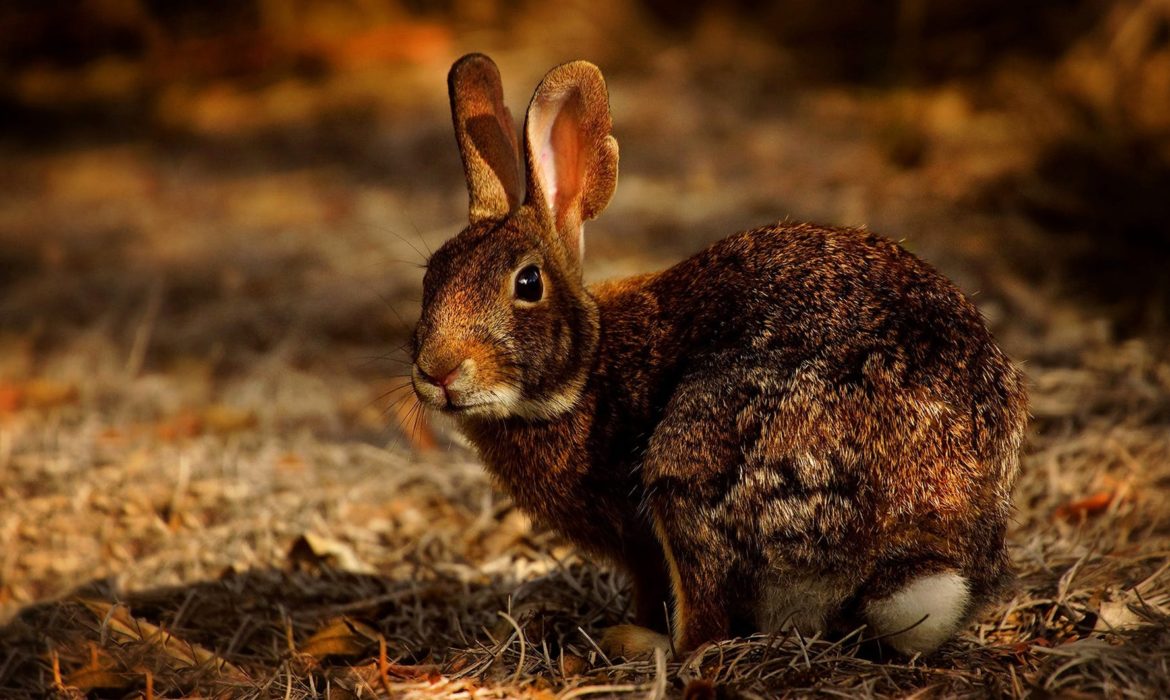 ¿Qué diferencia hay entre un conejo de campo y uno doméstico?