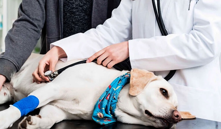Veterinarios protestan contra el timo de las 'ofertas low-cost' para mascotas