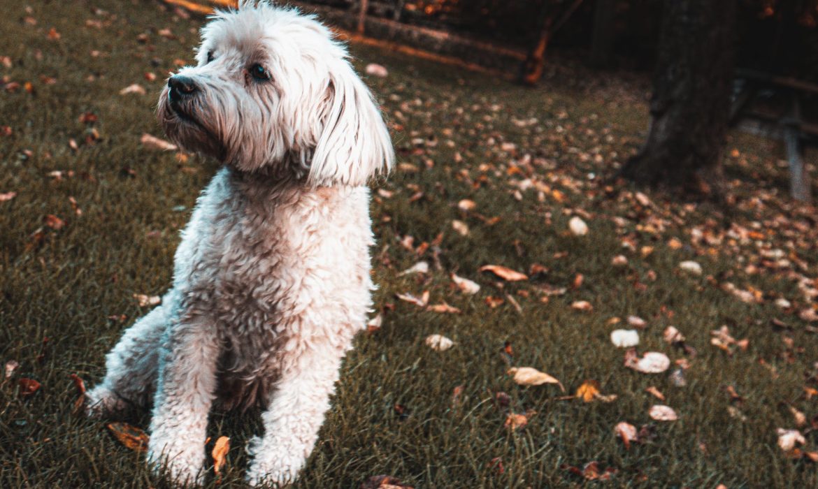 Llega el otoño, ¿cómo afecta a los nuestros perros?