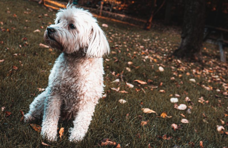 Llega el otoño, ¿cómo afecta a los nuestros perros?