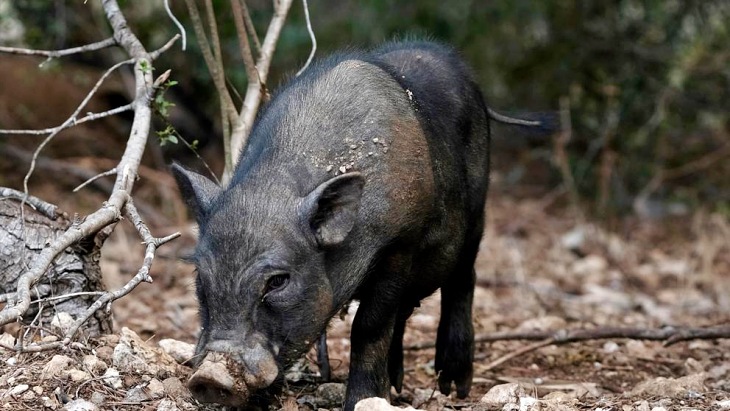 La falta de ‘ética’ en la gestión de los cerdos vietnamitas por parte de la Generalitat de Catalunya