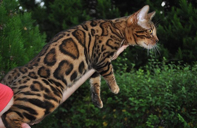 Mi gato tiene genes de leopardo