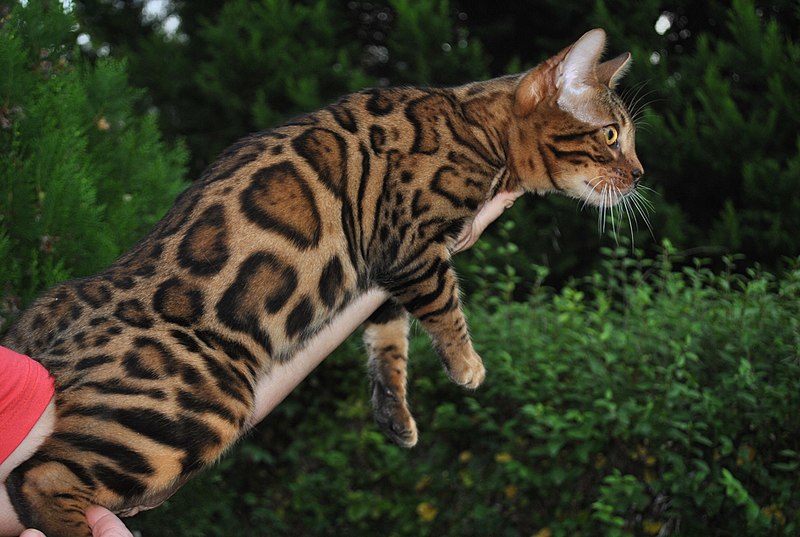 Mi gato tiene genes de leopardo