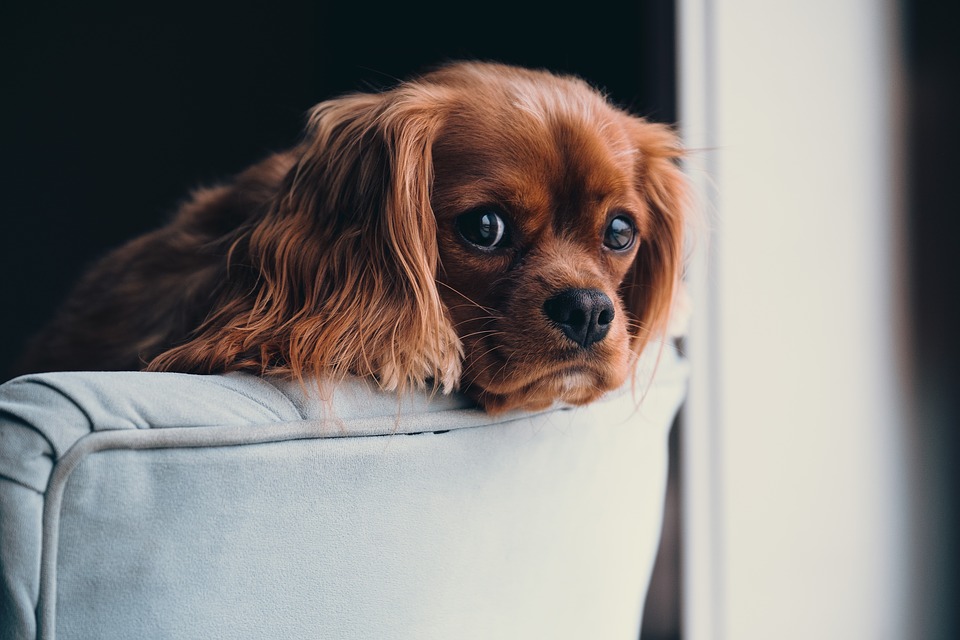 ¿Se puede prevenir la leishmaniosis canina?
