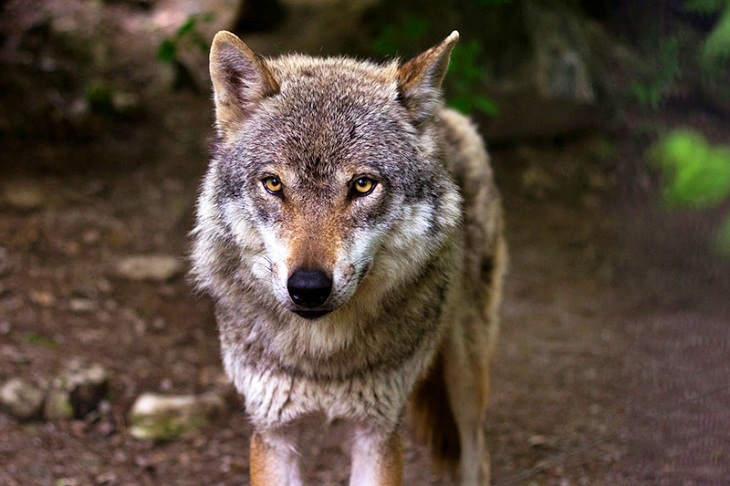 Cantabria concederá subvenciones por 200.000 euros para prevención de daños de lobos y osos