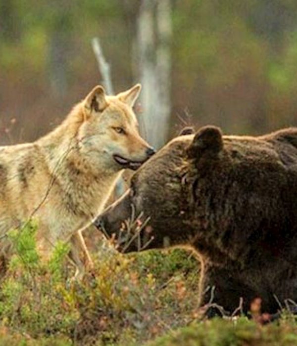 Las Comunidades Autónomas desaprovechan la financiación europea para prevenir los daños de lobo y oso