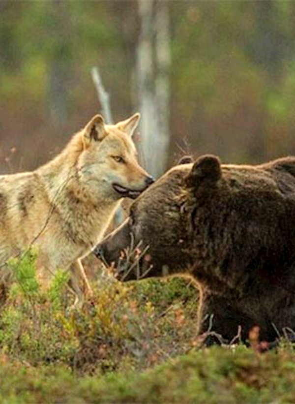 Lobo y oso