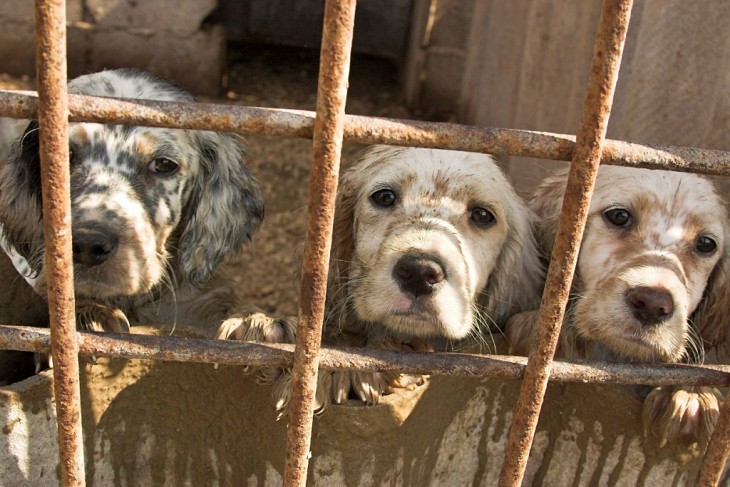 Sacrificio cero de mascotas abandonadas en Baleares