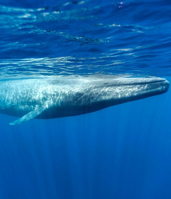 Inteligencia artificial para la conservación de las ballenas