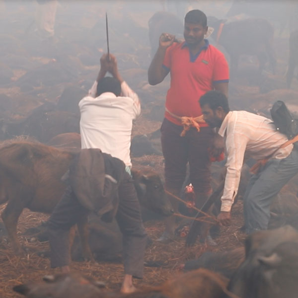 Festival de muerte en el brutal sacrificio en Nepal de miles de animales