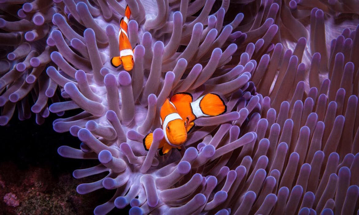 Pez payaso - Foto de MaLia Evans: https://www.pexels.com/es-es/foto/mar-oceano-purpura-morado-12652728/