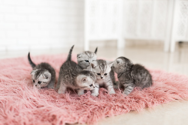 Enfermedades gatos recién nacidos
