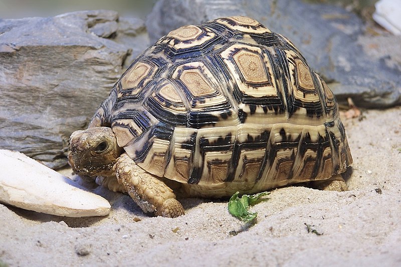 Construir un recinto para tortugas terrestres