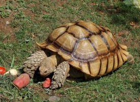 Tortugas Pardalis y Sulcata, cuidados y alimentación