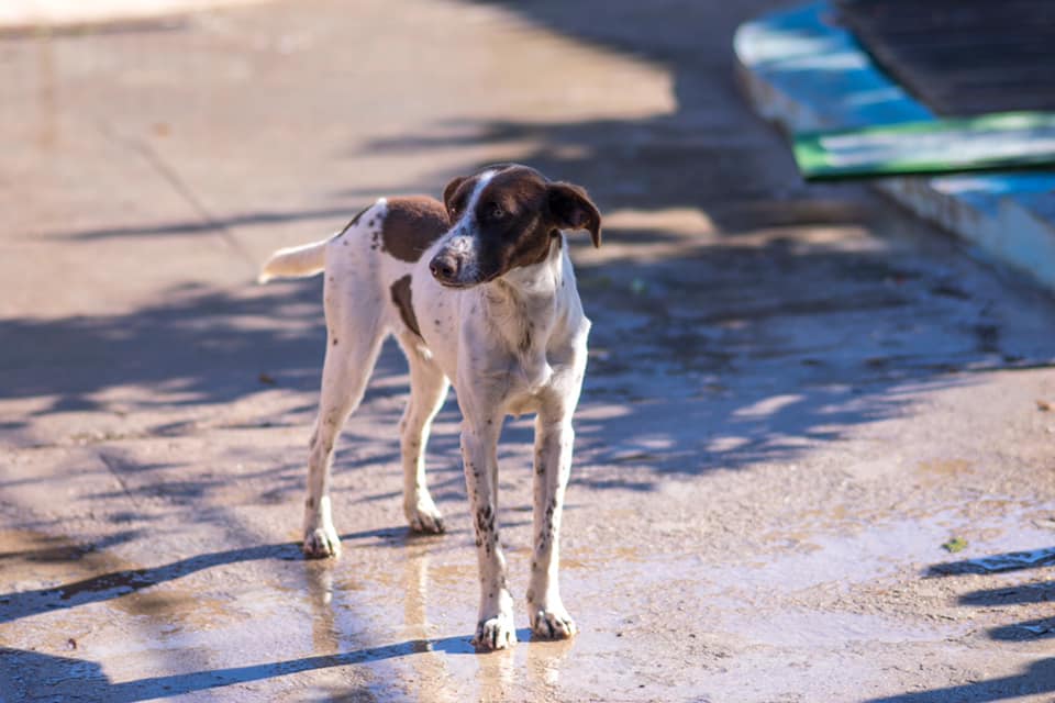 En Jerez se abandonan tres mascotas cada día según el Ayuntamiento