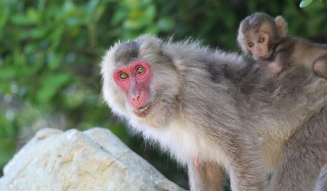 Por qué la cara de la hembra de macaco japonés se vuelve más roja