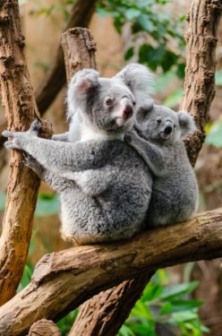 Koalas