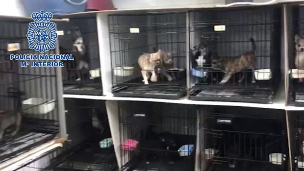 La Policía Nacional desmantela en Madrid dos criaderos ilegales de chihuahuas y rescata 270 perros