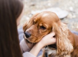 Síntomas más frecuentes de hernias discales en perros