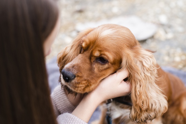 Síntomas más frecuentes de hernias discales en perros