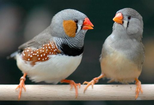 Secuenciado un extraño cromosoma en los pájaros cantores
