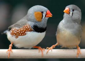 ¿Por qué hay aves que se comportan de un modo anormal?
