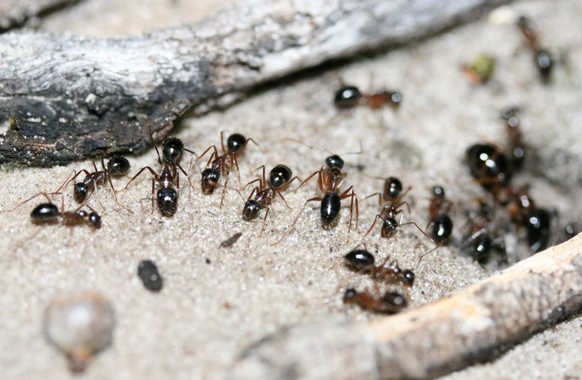 Una hormiga extrae orina de canguro de la tierra para obtener nitrógeno