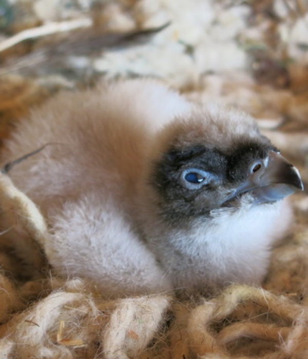 Nace el primer polluelo de quebrantahuesos de este año en el centro de fauna de Lleida