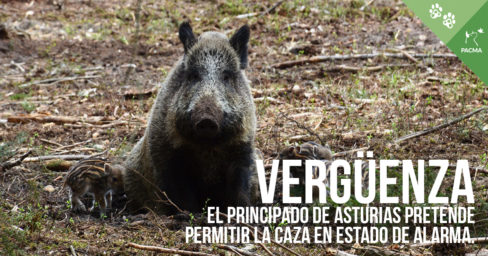 El Principado de Asturias pretende permitir la caza durante el estado de alarma