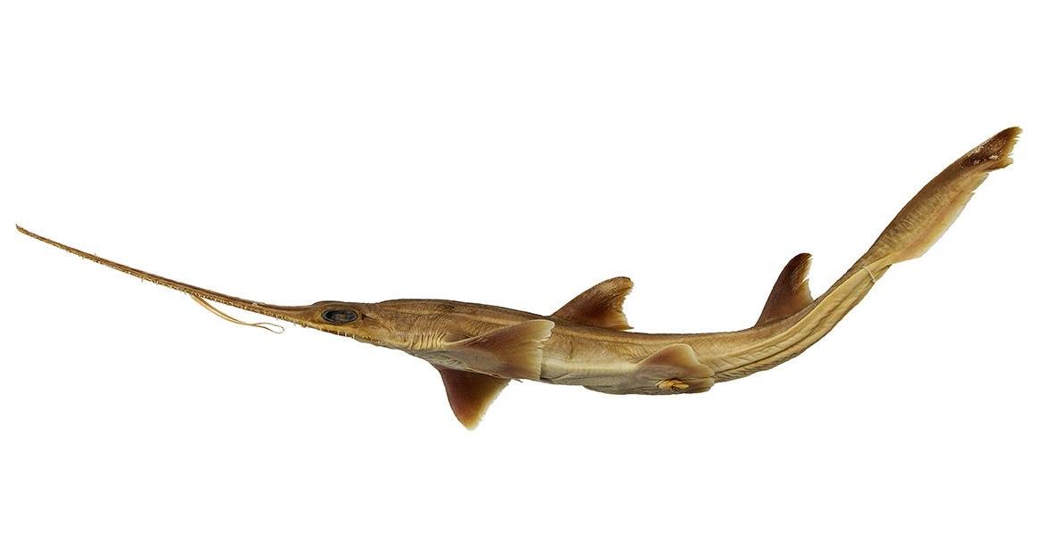 Dos nuevas especies de tiburón sierra de seis branquias aparecen en el océano Índico