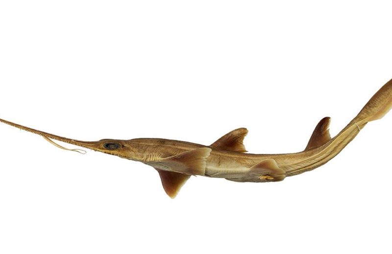 Dos nuevas especies de tiburón sierra de seis branquias aparecen en el océano Índico