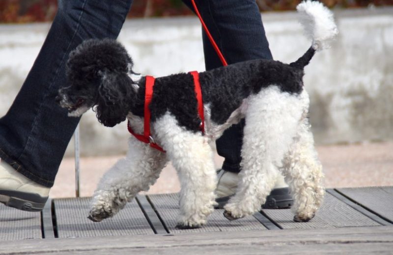 La RSCE pide limitar las salidas para pasear a los perros lo «estrictamente necesario»