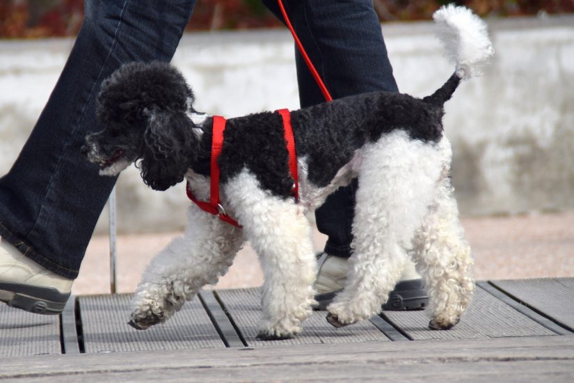 La RSCE pide limitar las salidas para pasear a los perros lo «estrictamente necesario»