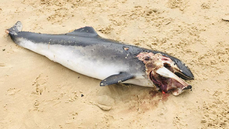 Aparece muerta una cría de delfín en una playa de Noja