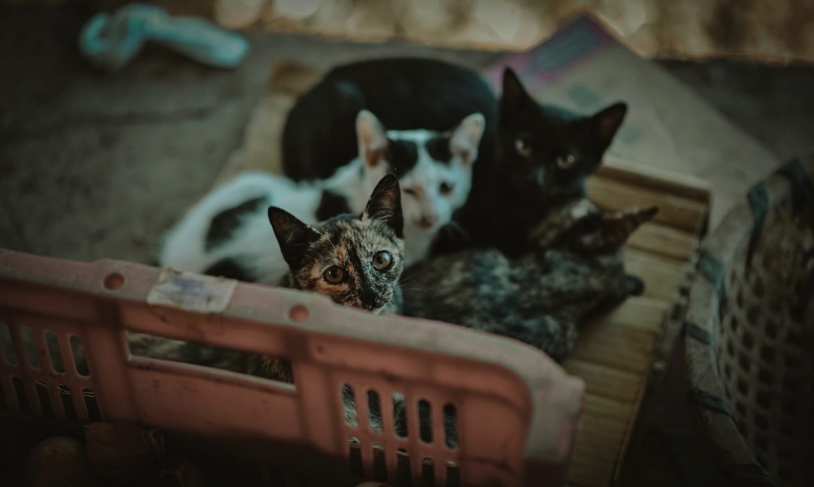 AVEPA crea una guía para el manejo ético de las colonias felinas