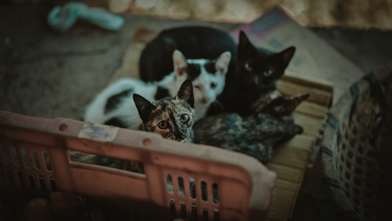 Gatos abandonados
