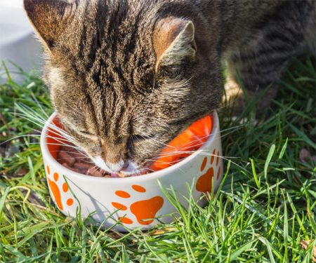 Recetas caseras gatos - Gatos comiendo