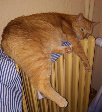Humidificador ultrasónico para gato que se apoyan en radiador